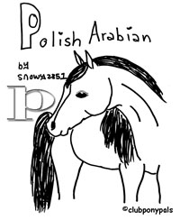 Polish Arabian