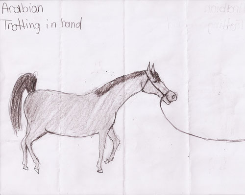 iambella drawing Arabian in hand