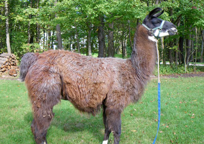 horselover101 llamas