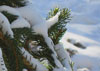 pine tree snow