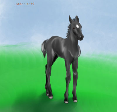 Raennor fresian foal