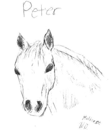 peter drawing