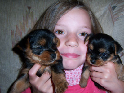 RodeoSue and yorkies