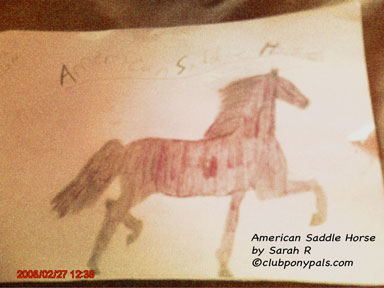 Sarah R American Saddlebred Drawing
