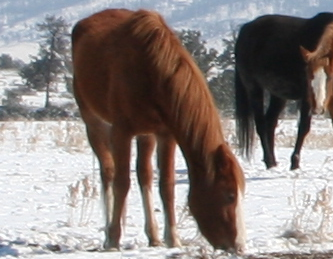 keely mustang picture