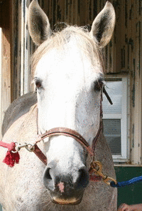 keely white horse photo