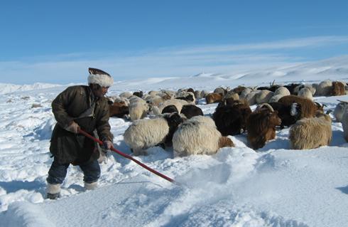 mongolia herder and sheep in snow