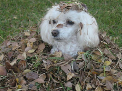 Poodle in leaves