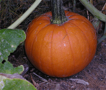 pumpkin