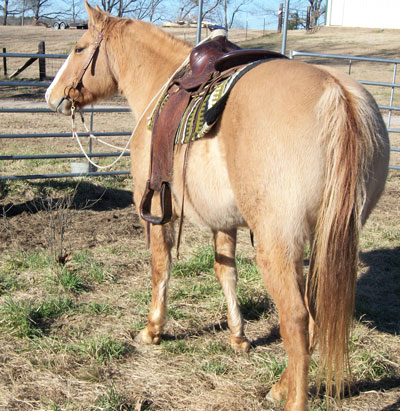 sarah horse picture