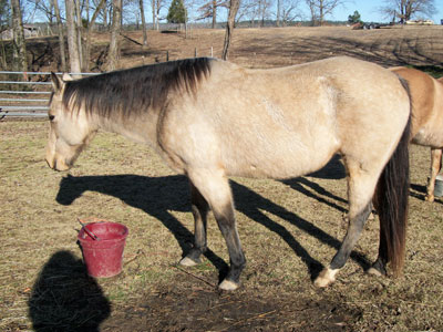 sarah horse picture