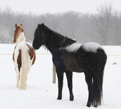 Snow covered pony